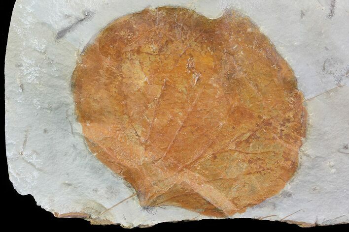 Detailed Fossil Leaf (Zizyphoides) - Montana #75491